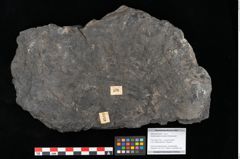 Foto (Objekt + Etikett) von Acrostichopteris lunzensis Ettingshausen (NHMW-GEO-2024-0188-10524)